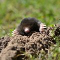 THE FACINATING AND SECRET LIFE OF THE MOLE  By Chris Stewart