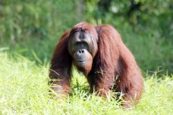ORANGUTANS and other WILDLIFE OF SABAH  By Peter Burkill
